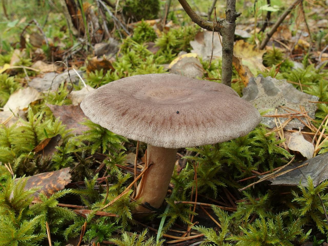 Lactarius mammosus