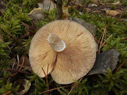 Lactarius mammosus