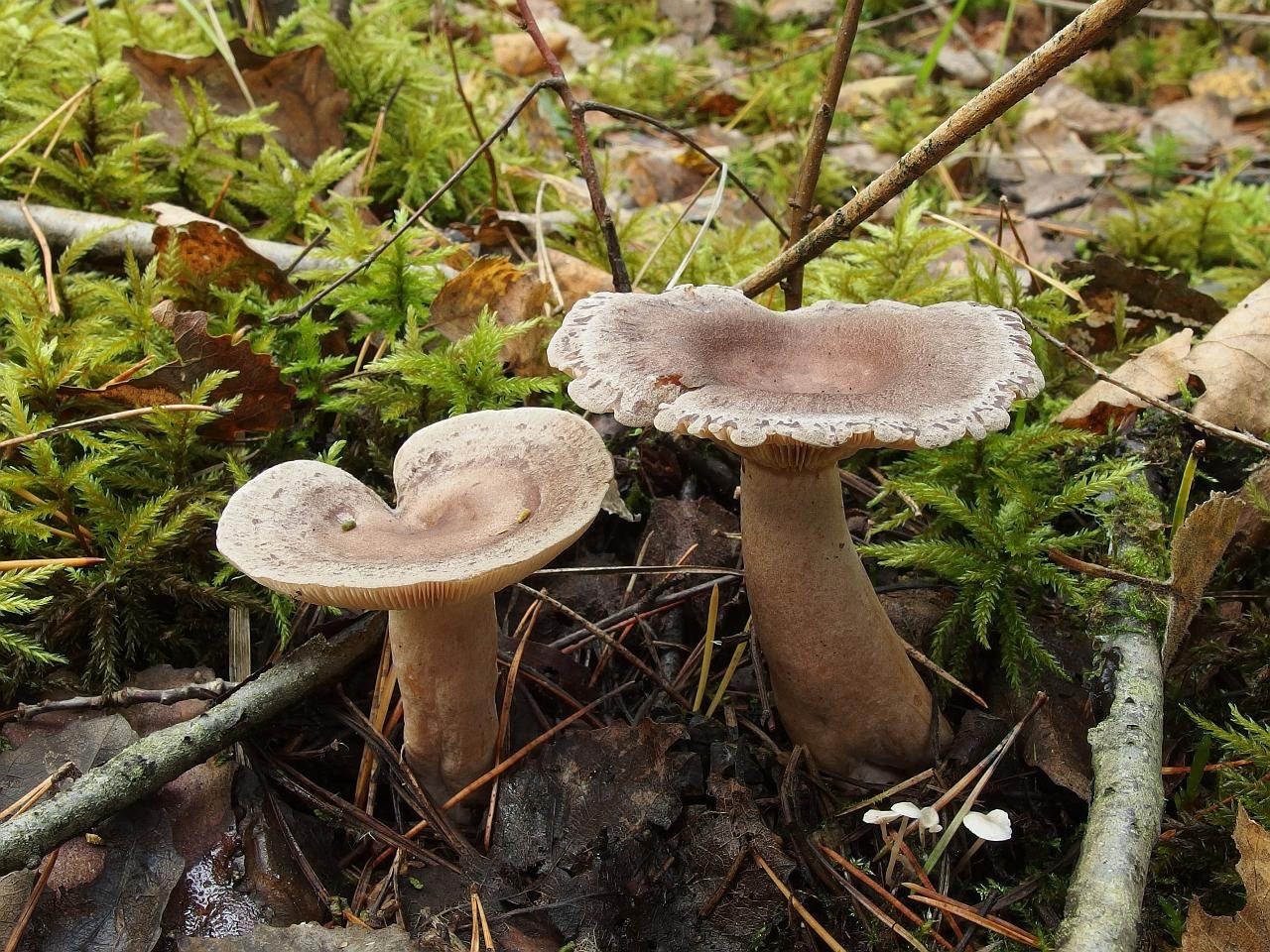 Lactarius mammosus