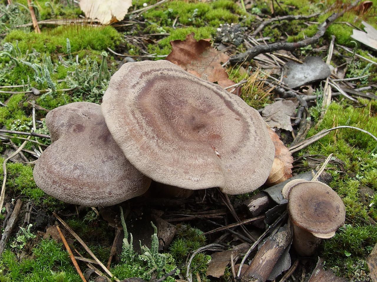 Lactarius mammosus