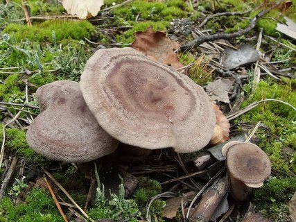 Lactarius mammosus