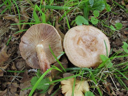 Lactarius quietus