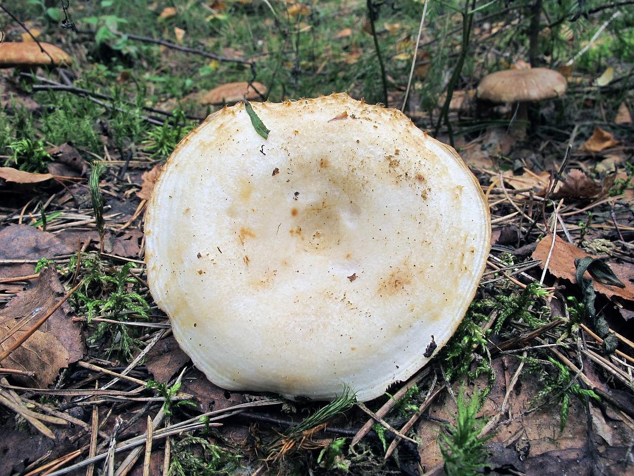 Lactarius resimus