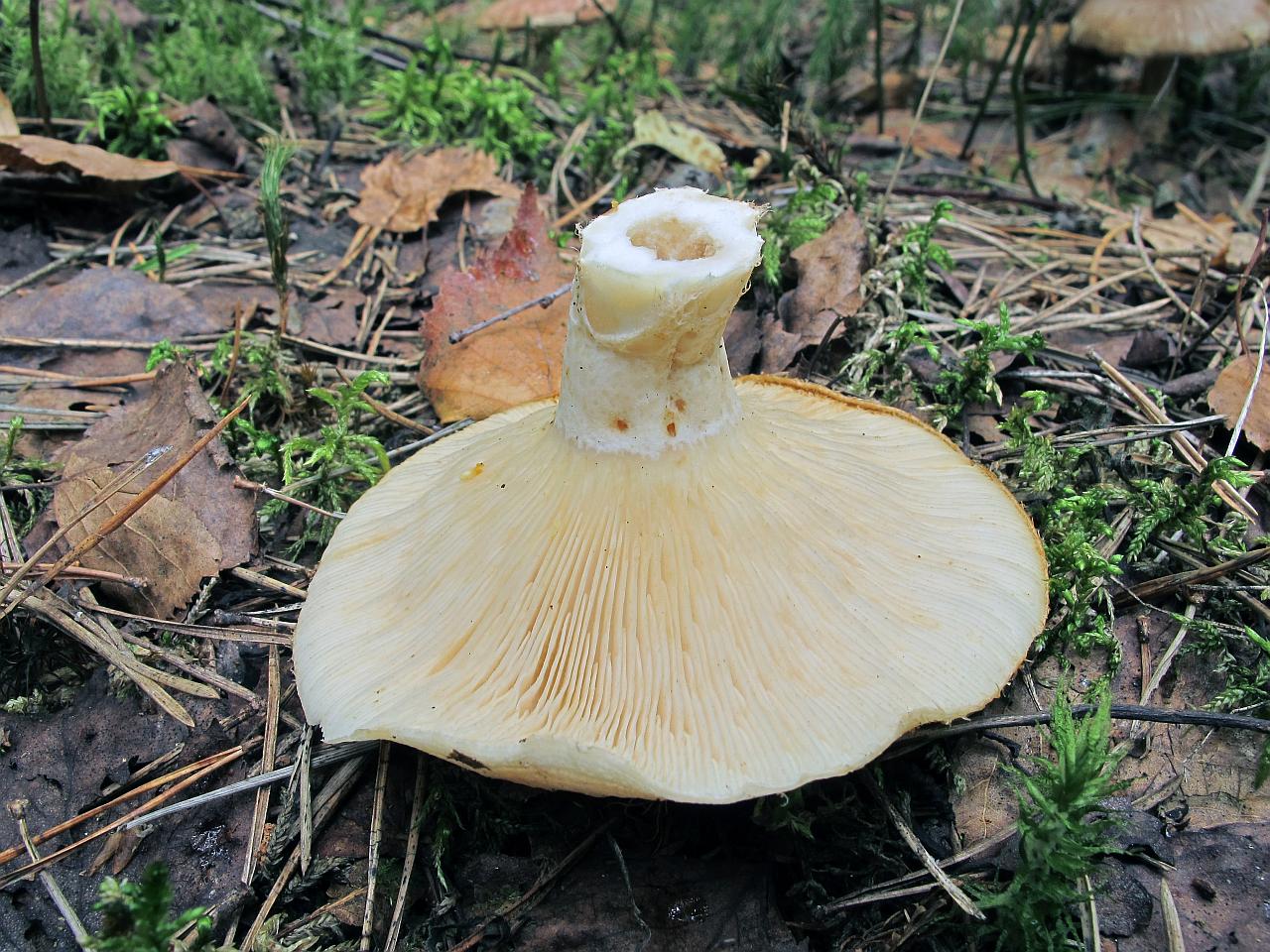 Lactarius resimus