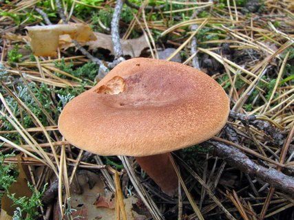 Lactarius rufus