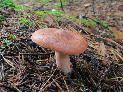 Lactarius rufus