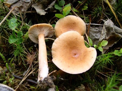 Lactarius tabidus