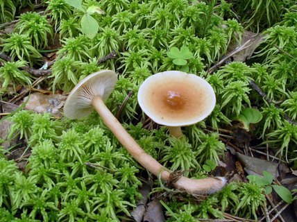 Lactarius tabidus