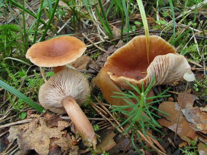Lactarius tabidus