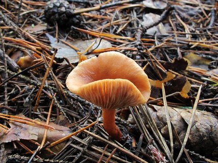 Lactarius tabidus