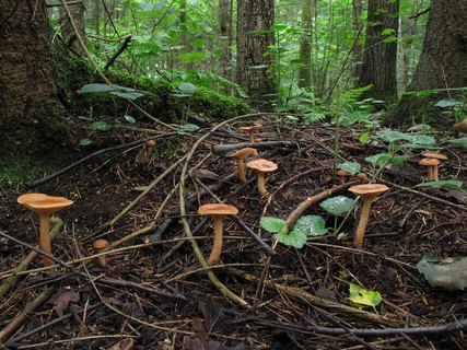 Lactarius tabidus