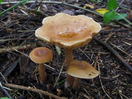Lactarius tabidus