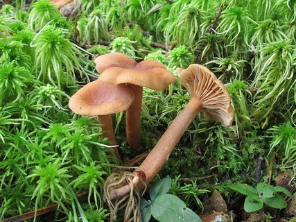 Lactarius tabidus