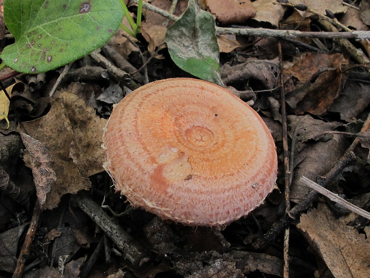 Lactarius torminosus