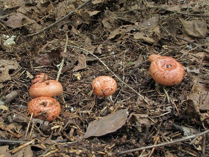Lactarius torminosus