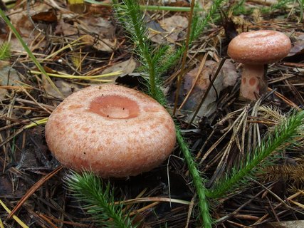Lactarius torminosus