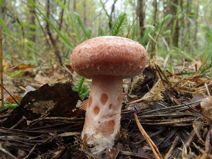 Lactarius torminosus