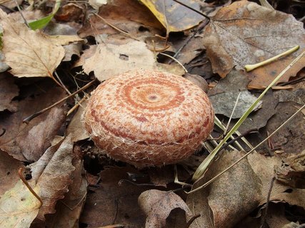Lactarius torminosus
