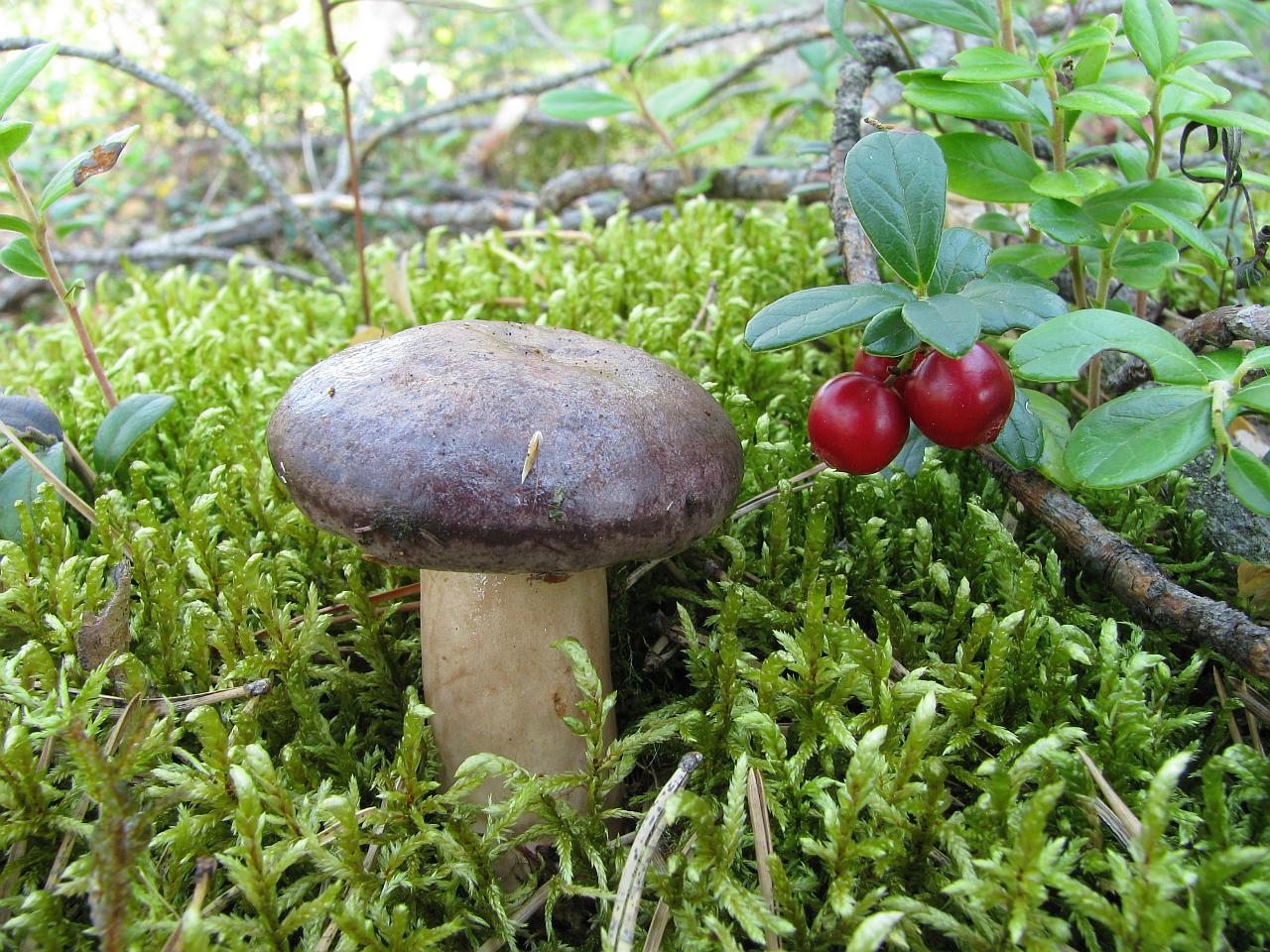 Lactarius trivialis
