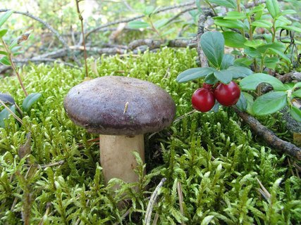 Lactarius trivialis