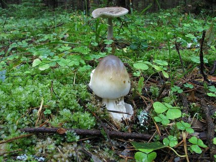 Amanita vaginata