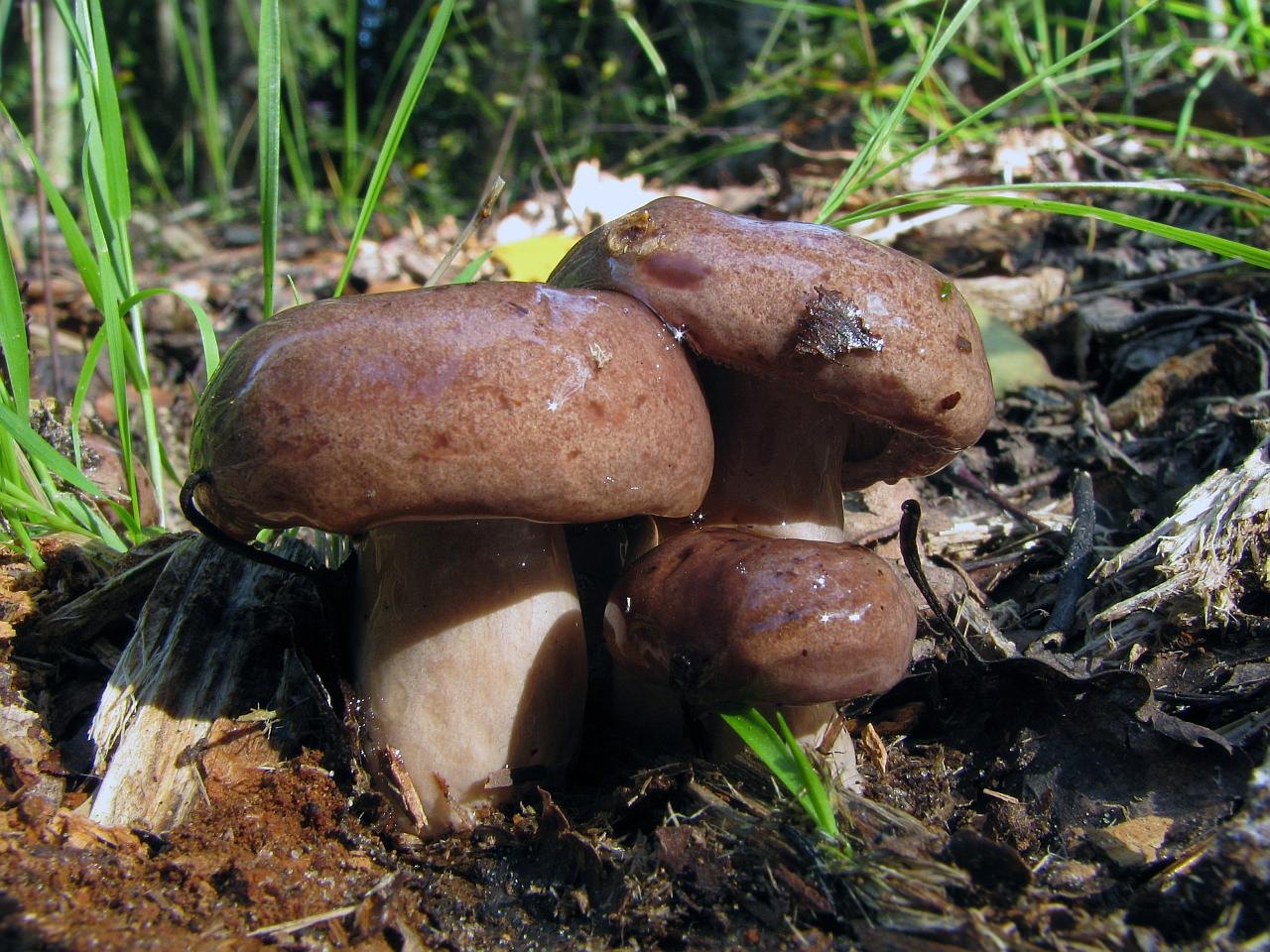 Lactarius trivialis