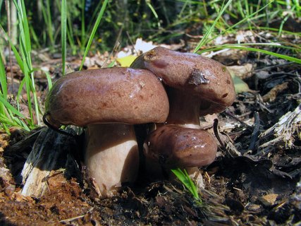 Lactarius trivialis