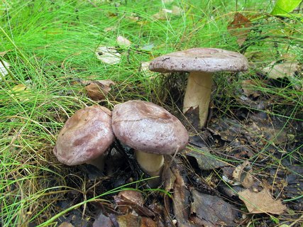 Lactarius trivialis