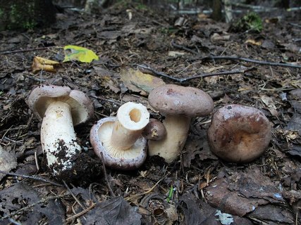 Lactarius trivialis