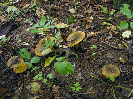 Lactarius turpis