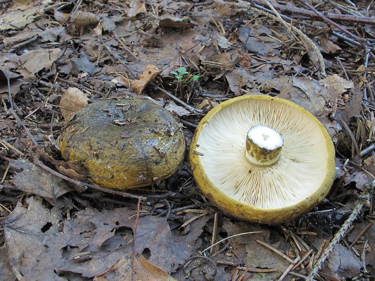 Lactarius turpis