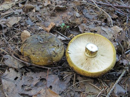 Lactarius turpis