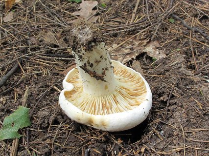 Lactarius vellereus