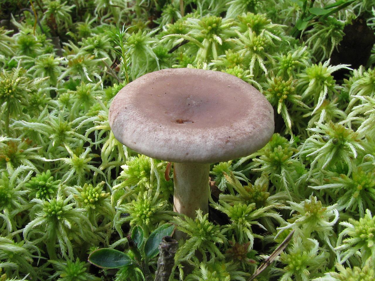 Lactarius vietus