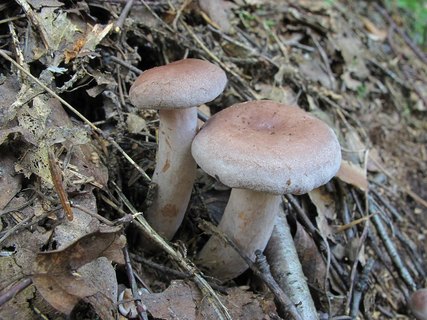 Lactarius vietus