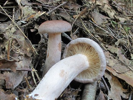 Lactarius vietus