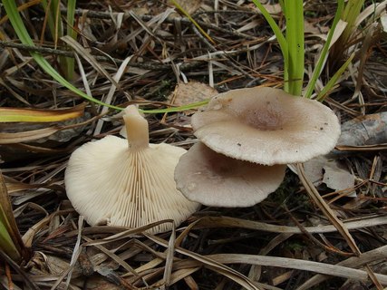 Lactarius vietus