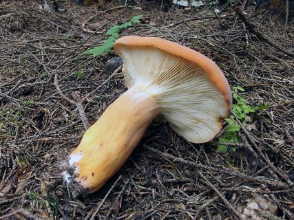 Lactarius volemus