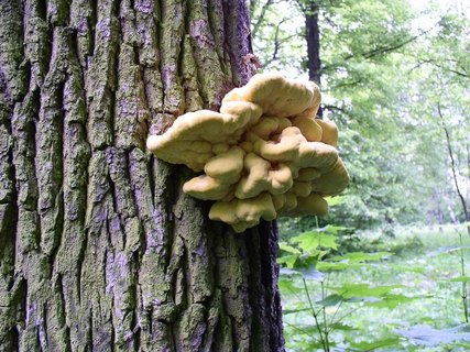 Laetiporus sulphureus