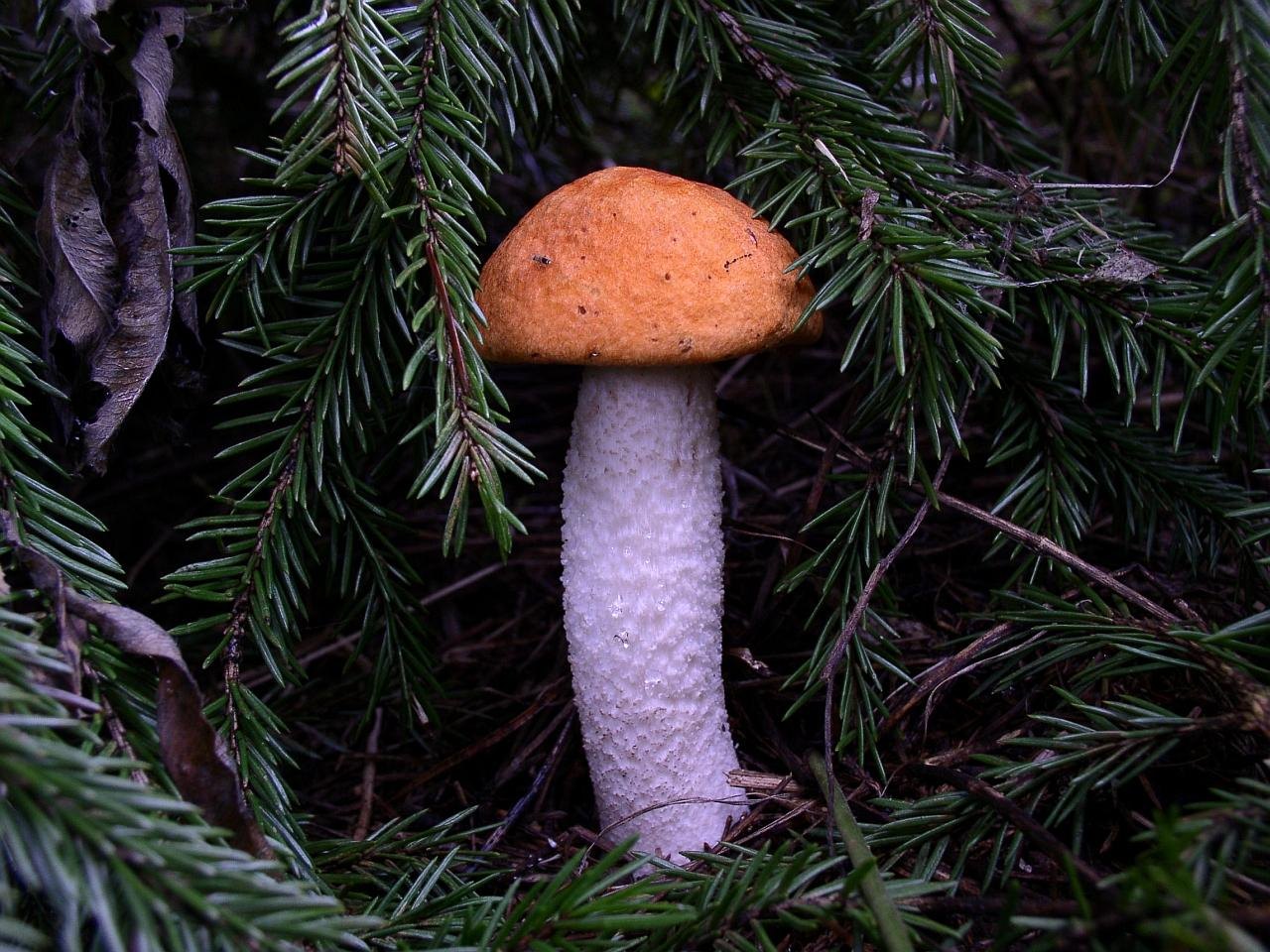 Leccinum