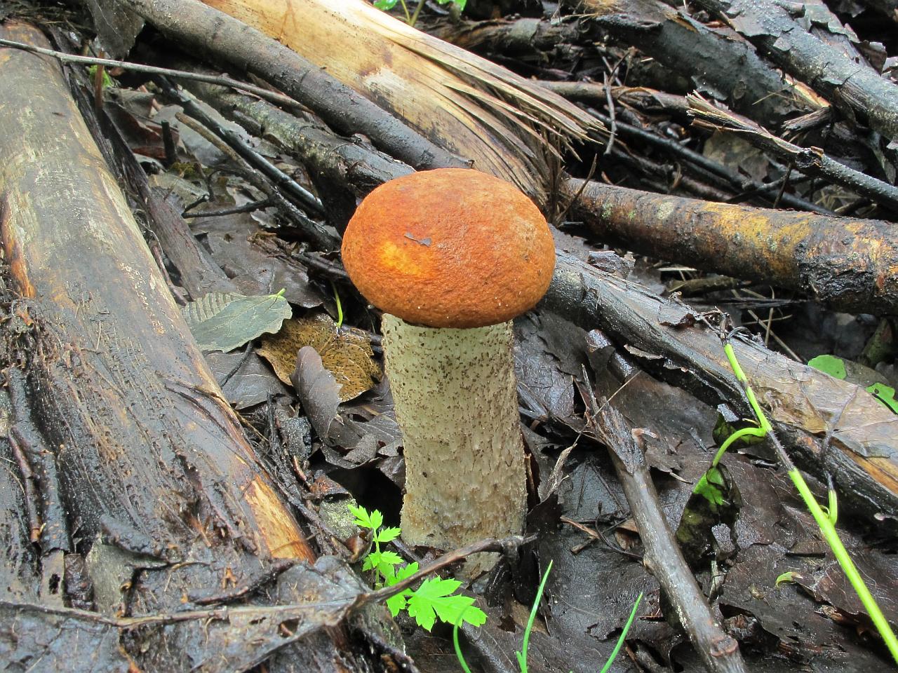 Leccinum albostipitatum