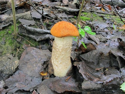 Leccinum albostipitatum
