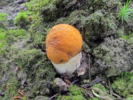 Leccinum albostipitatum