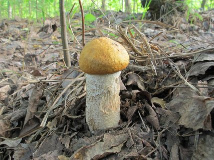 Leccinum albostipitatum