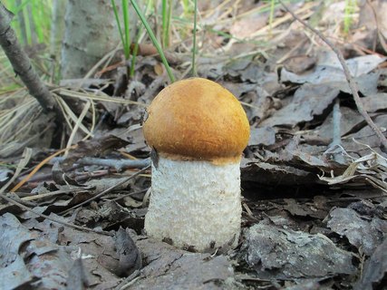 Leccinum albostipitatum