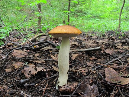 Leccinum albostipitatum