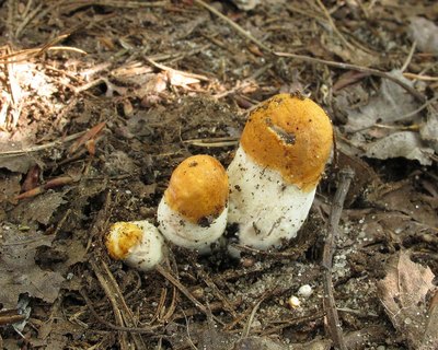 Leccinum albostipitatum