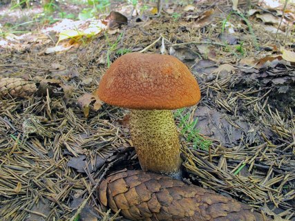 Leccinum aurantiacum