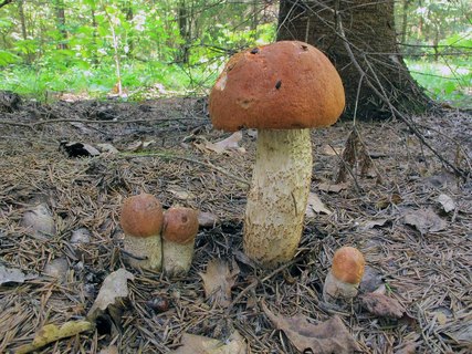 Leccinum aurantiacum