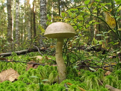 Leccinum holopus